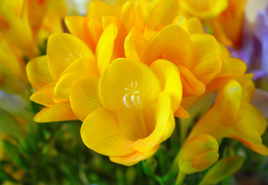 Flores-de-fresia-de-color-amarilla1.jpg