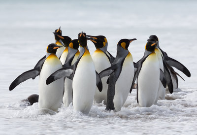 Pinguinos-rey.jpg